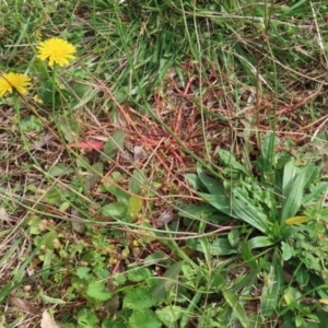 Hypochaeris radicata at Jerrabomberra Wetlands - 7 May 2021 01:47 PM