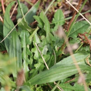 Hypochaeris radicata at Jerrabomberra Wetlands - 7 May 2021