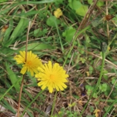 Hypochaeris radicata at Jerrabomberra Wetlands - 7 May 2021 01:47 PM