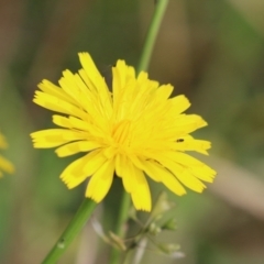 Hypochaeris radicata at Jerrabomberra Wetlands - 7 May 2021 01:47 PM