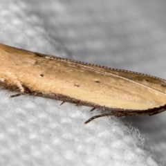 Mesophleps (genus) (A Gelechioid moth) at Melba, ACT - 23 Dec 2017 by Bron