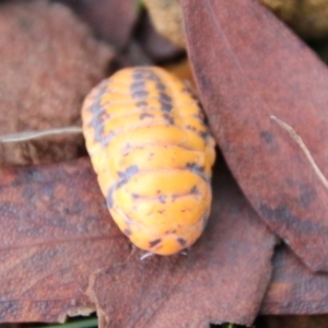 Monophlebulus sp. (genus) at Mongarlowe, NSW - 8 May 2021