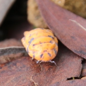 Monophlebulus sp. (genus) at Mongarlowe, NSW - 8 May 2021