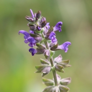 Salvia verbenaca var. verbenaca at Fyshwick, ACT - 7 May 2021 01:45 PM