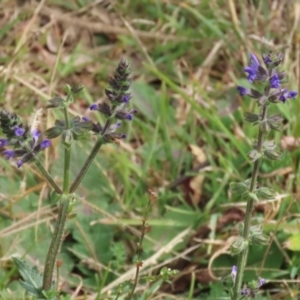 Salvia verbenaca var. verbenaca at Fyshwick, ACT - 7 May 2021 01:45 PM