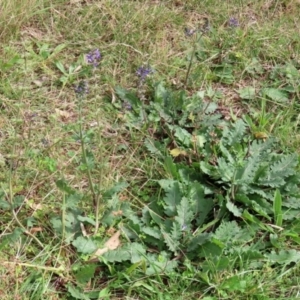Salvia verbenaca var. verbenaca at Fyshwick, ACT - 7 May 2021