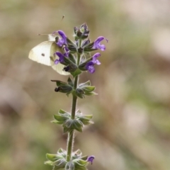 Salvia verbenaca var. verbenaca at Fyshwick, ACT - 7 May 2021 01:45 PM