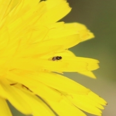 Diptera (order) (Fly - Unidentified) at Fyshwick, ACT - 7 May 2021 by RodDeb