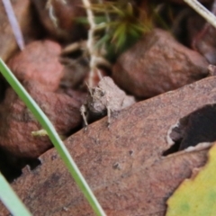 Tetrigidae (family) (Pygmy grasshopper) at QPRC LGA - 8 May 2021 by LisaH