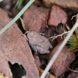 Tetrigidae (family) at Mongarlowe, NSW - 8 May 2021