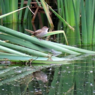 Poodytes gramineus (Little Grassbird) at Fyshwick, ACT - 7 May 2021 by RodDeb