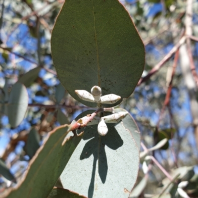 Eucalyptus cinerea subsp. cinerea (Argyle Apple) at Cook, ACT - 2 Apr 2021 by drakes