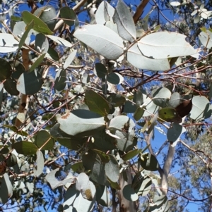 Eucalyptus cinerea subsp. cinerea at Cook, ACT - 2 Apr 2021 11:07 AM