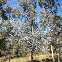Eucalyptus cinerea subsp. cinerea at Cook, ACT - 2 Apr 2021