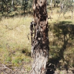 Eucalyptus cinerea subsp. cinerea at Cook, ACT - 2 Apr 2021 11:07 AM