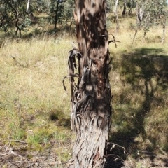 Eucalyptus cinerea subsp. cinerea at Cook, ACT - 2 Apr 2021