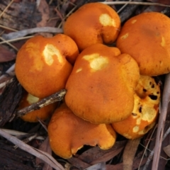 Gymnopilus junonius (Spectacular Rustgill) at Mongarlowe, NSW - 8 May 2021 by LisaH