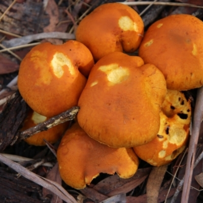 Gymnopilus junonius (Spectacular Rustgill) at Mongarlowe, NSW - 8 May 2021 by LisaH