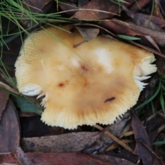 Russula sp. (Russula) at Mongarlowe, NSW - 8 May 2021 by LisaH