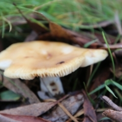 Russula sp. at Mongarlowe, NSW - 8 May 2021