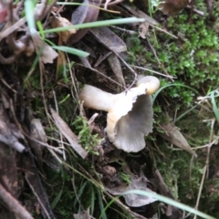 zz agaric (stem; gills white/cream) at Mongarlowe River - 8 May 2021 by LisaH