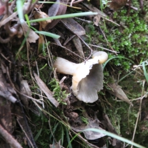 zz agaric (stem; gills white/cream) at Mongarlowe, NSW - suppressed