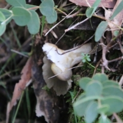 zz agaric (stem; gills white/cream) at Mongarlowe, NSW - 8 May 2021