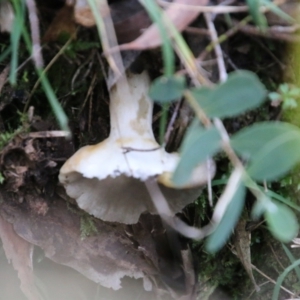 zz agaric (stem; gills white/cream) at Mongarlowe, NSW - 8 May 2021