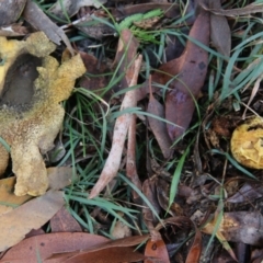 Scleroderma sp. (Scleroderma) at Mongarlowe, NSW - 8 May 2021 by LisaH