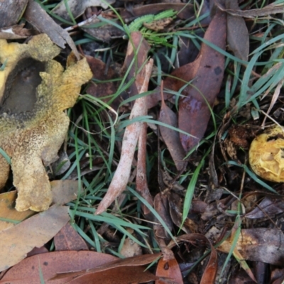 Scleroderma sp. (Scleroderma) at Mongarlowe, NSW - 8 May 2021 by LisaH