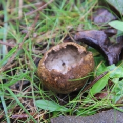Unidentified Disk-like to cup-like (TBC) at Mongarlowe, NSW - 7 May 2021 by LisaH