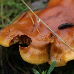 Unverified Fungus by LisaH