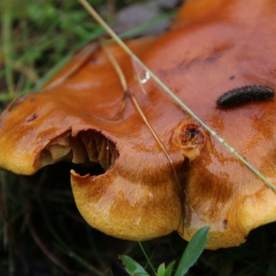 Unverified Fungus by LisaH