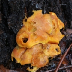 Unverified Fungus by LisaH