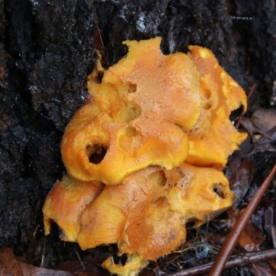 Unverified Fungus by LisaH
