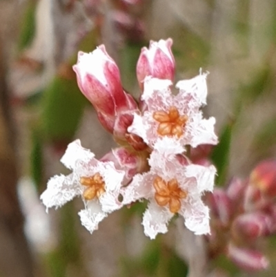 Leucopogon virgatus (Common Beard-heath) at Cook, ACT - 4 May 2021 by drakes