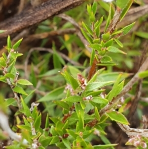 Leucopogon virgatus at Cook, ACT - 5 May 2021