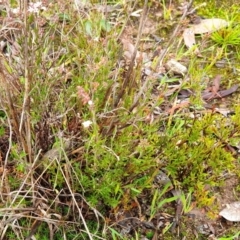 Leucopogon virgatus at Cook, ACT - 5 May 2021