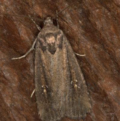 Athetis tenuis (Plain Tenuis Moth) at Melba, ACT - 26 Dec 2020 by Bron