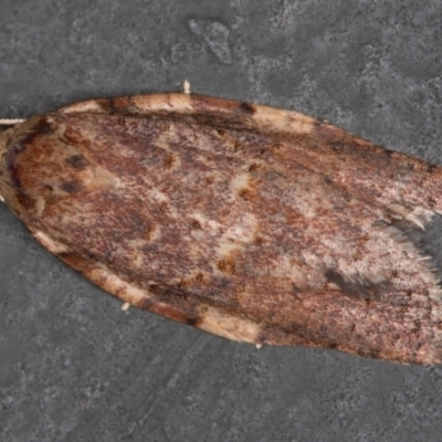 Epiphyas ashworthana (Ashworth's Tortrix) at Melba, ACT - 26 Dec 2020 by Bron