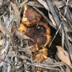 Unidentified Cup or disk - with no 'eggs' at Rendezvous Creek, ACT - 8 May 2021 by KMcCue