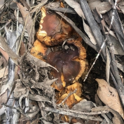 Unverified Fungus at Rendezvous Creek, ACT - 8 May 2021 by KMcCue