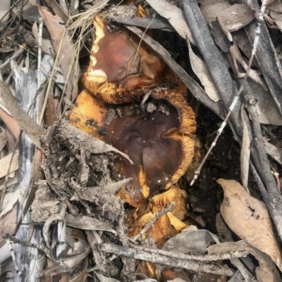 Unidentified Cup or disk - with no 'eggs' at Rendezvous Creek, ACT - 8 May 2021 by KMcCue