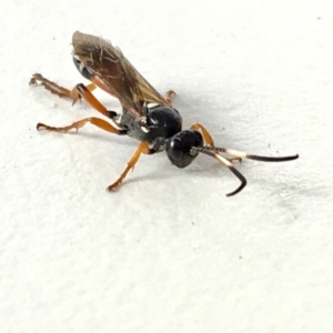 Ichneumon promissorius at Acton, ACT - 7 May 2021