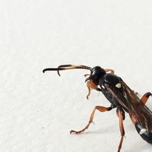 Ichneumon promissorius at Acton, ACT - 7 May 2021