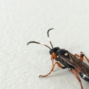 Ichneumon promissorius at Acton, ACT - 7 May 2021