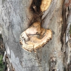 zz Polypore (shelf/hoof-like) at Namadgi National Park - 8 May 2021 by KMcCue