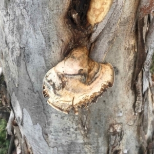 zz Polypore (shelf/hoof-like) at Rendezvous Creek, ACT - 8 May 2021