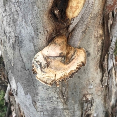 zz Polypore (shelf/hoof-like) at Rendezvous Creek, ACT - 8 May 2021 by KMcCue