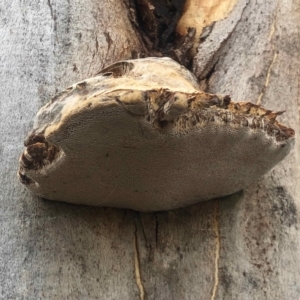 zz Polypore (shelf/hoof-like) at Rendezvous Creek, ACT - 8 May 2021